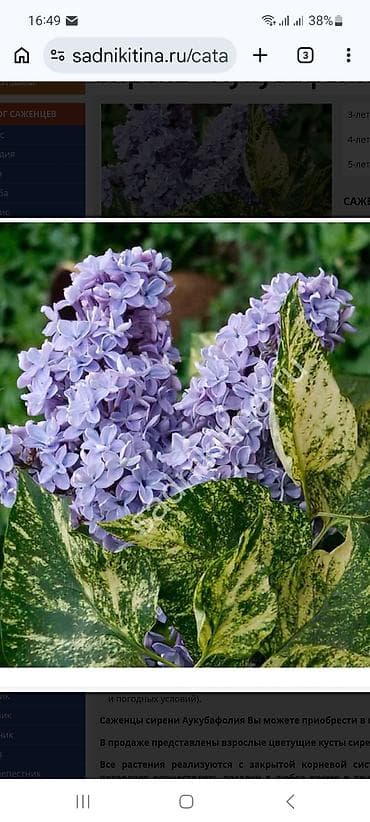 карлики кур: Саженцы Сирени,высотой 1-1,5 м. Цвет голубой (на фото 1, сорт — 4