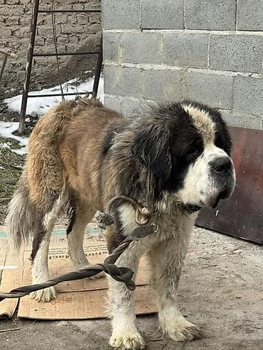 сенбернар купить: Вязка: Сенбернар, Самец, 2 года, С прививкой — 5