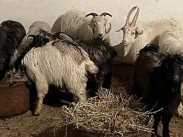 Продаю | Коза (самка) | Для разведения | Племенные