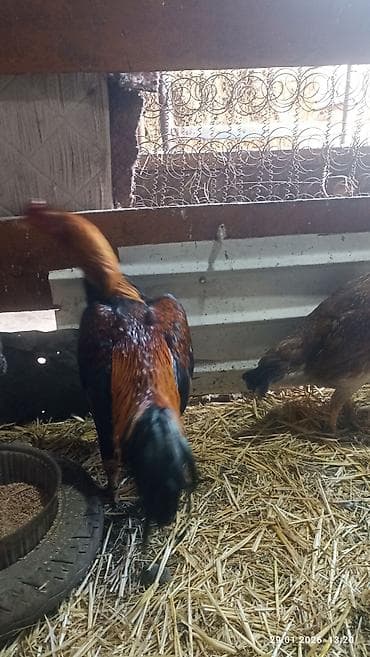 купить яйцо бройлера для инкубации: Продаю петуха дакан около года где-то. активный . цена 1800 сом — 4