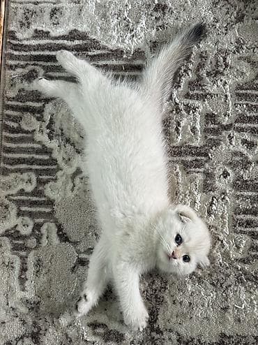 плюшевый кот: Шотландский вислоухий котёнок, окрас белый (cream/white). Круглая — 3