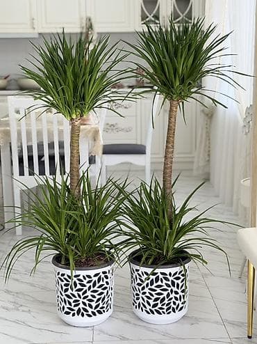 современный: Драцена (Dracaena marginata) в декоративных кашпо — напольные — 1