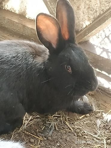 продаю кролики: Продаю | Кролик самец — 3