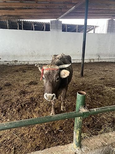 клевер красная речка: Продаю | Корова (самка) | Для разведения, Для молока — 6