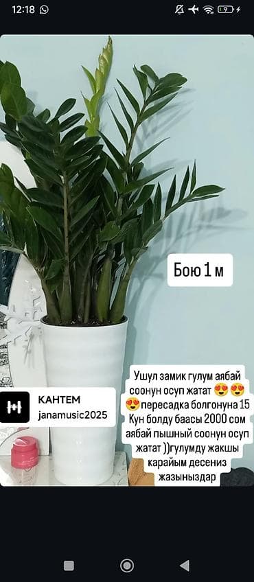 черный замиокулькас: Замиокулькас (заммик) в горшке. - Высота растения: около 1 м (указано — 1
