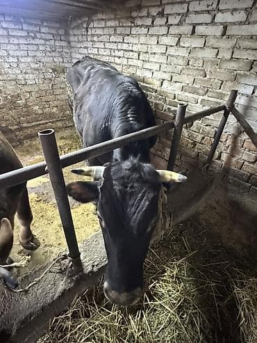 принимаем кукурузу: Продаю | Бык (самец) | На откорм | Племенные — 8