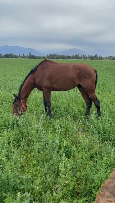 продажа щенков немецкой овчарки с документами в бишкеке: Продаю | Конь (самец) | Рабочий — 6