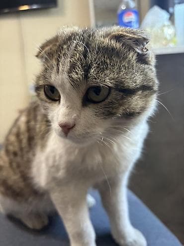 тайган собаки: Шотландская вислоухая кошка (Scottish Fold) - Окрас: бело-тигровый — 3