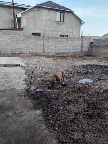 собака доберман сколько стоит: Порода/тип: крупная короткошерстная собака светло‑рыжего (песочного) — 3