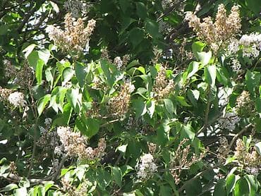 nikon d4: 2) Nikon Coolpix (серия компактных премиум, с «магниевым корпусом» и — 7