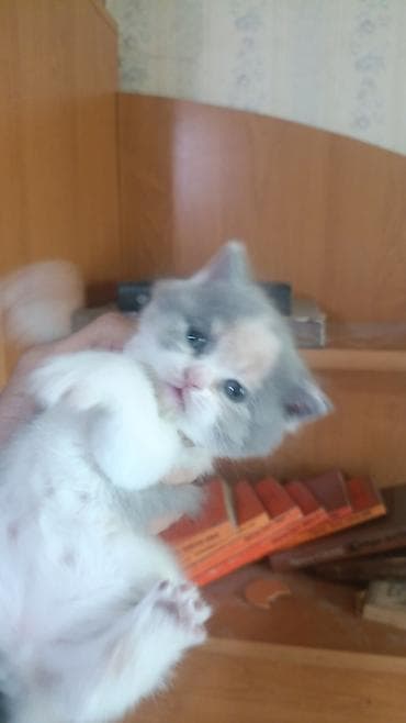 мышык берем: Продаются котята Порода: scottish fold. два мальчика и девочка — 3