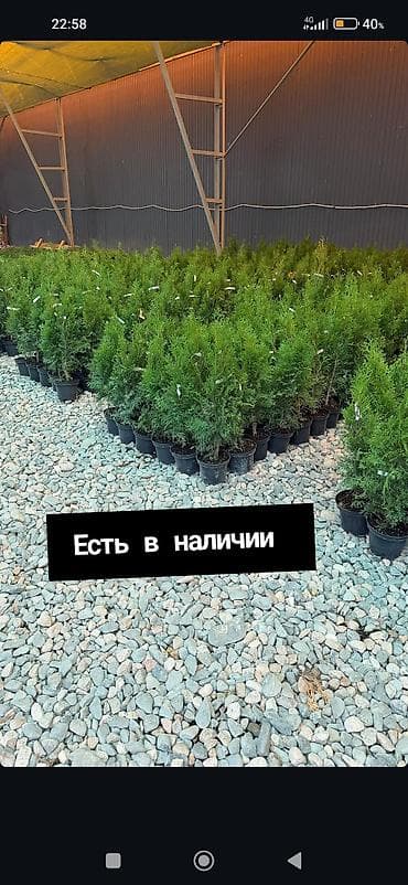 пересадка ели: Хвойные и декоративные саженцы в контейнерах — есть в наличии — 1