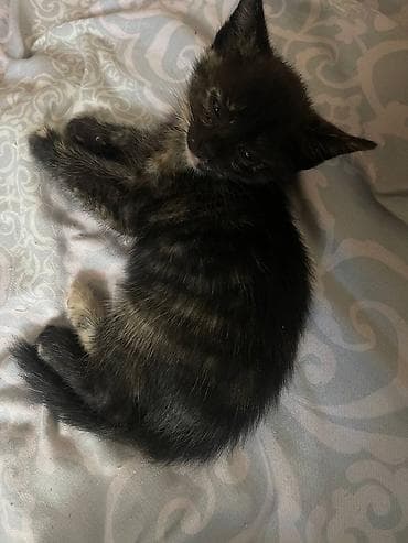 породистые кошки бишкек: Котята домашние, ласковые и игривые. Шотландские вислоухие/прямоухие — 6