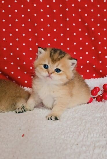 вислоухий котенок: Предлагаем для бронирования чистопородных малышей. Окрас: золотая и — 2