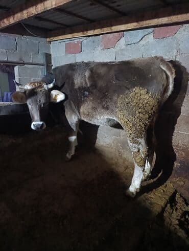 Продаю | Тёлка | Для разведения | Нетель