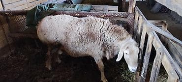 куры обмен: Продаю | Овца (самка) | Для разведения | Ярка — 1