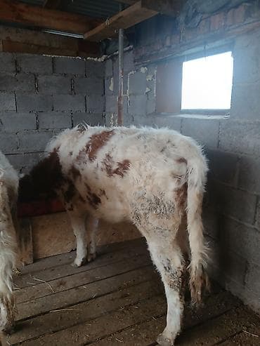 цена теленка коровы: Продаю | Тёлка | Полукровка | На откорм | Привязанные — 9