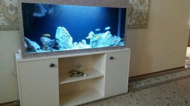 африканские сом малек: Аквариумы вашей мечты! Malawi aqua design подарите себе и детям — 3