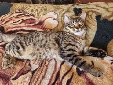 Шкафы для трансформатора: Котёнок-подросток с ярким тигровым окрасом (чёрно-серые табби-полосы и — 2