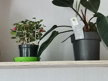 Орхидеи: Другие комнатные растения — 4