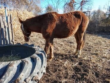 купить собаку для охоты: Продаю | Жеребенок | Полукровка | Рабочий — 4