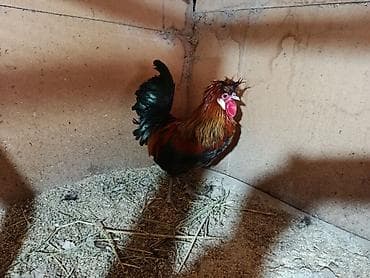 Продаю | Петух | Для разведения