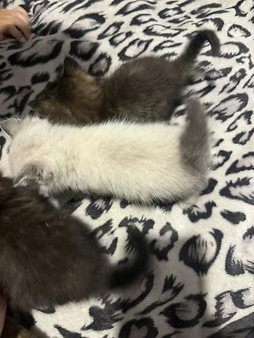 забавные котята: Отдам в добрые руки Котята, помёт из нескольких малышей. Описание: - — 3