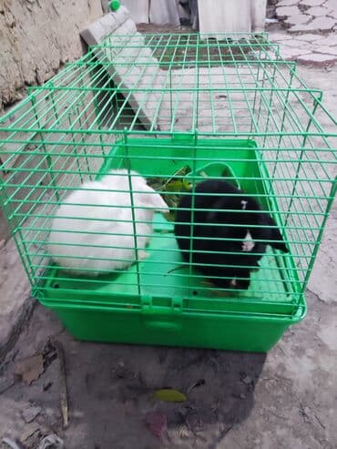 Собаки: 2000сом кролик — 4