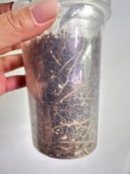 Инструменты: Фикус Мокламе 🌿 Красивое, компактное комнатное растение с густой — 4