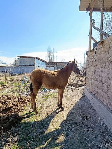 Продаю | Кобыла (самка) | Дончак | Рабочий | Племенные