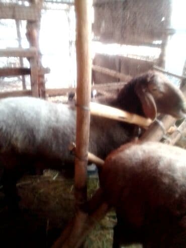 заненская коза: Продаю | Козлёнок | Для разведения — 8