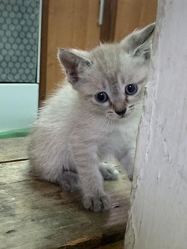 Кошки: Отдам даром…. Котята с колор-пойнт — 3
