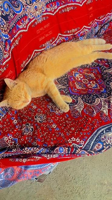 рыжая: ОТДАМ ДАРОМ! БЕСПЛАТНО! Рыжий домашний кот. - Окрас: теплый — 5