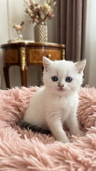 лысые котята: 🐾Открыта бронь на британских короткошерстных котят! 🐾 ❤️Оба родителя — 2