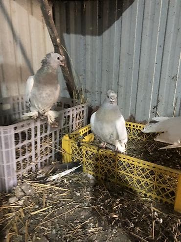 в связи с переездом отдам попугая жако в добрые руки: Продаю село беловоцк — 1