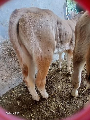 Продам с/х животных: Продаю | Бык (самец) | Швицкая | Для разведения | Племенные — 2