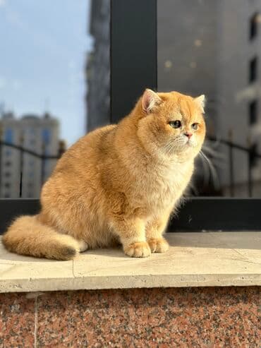 отдам породистого котенка: Британская короткошёрстная, 10 месяцев, Мальчик, Золотая шиншилла — 8