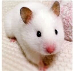 хомяк сирийский: ПРОДАЮ СИРИЙСКИХ ХОМЯЧКОВ,А ТАК ЖЕ КЛЕТКИ,КОРМ,ОПИЛКИ,ПРОГУЛОЧНЫЕ — 18