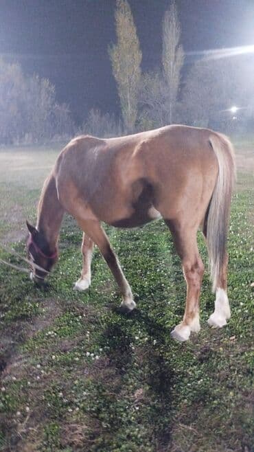 показы 1 354 72 договорная кошка даром британская короткошёрстная 1 год мальчик метис 2 позвонить написать: Сатам | Бээ (ургаачы) | Жумушка — 3