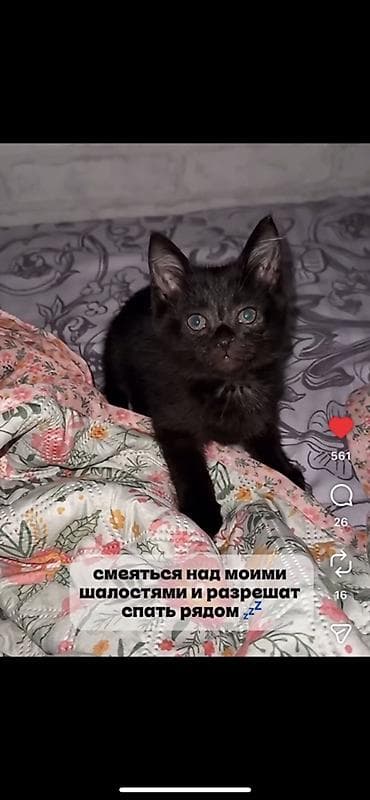 Мышыктар: Отдадим котенка в добрые руки🥰 очень лосковый и игривый — 3