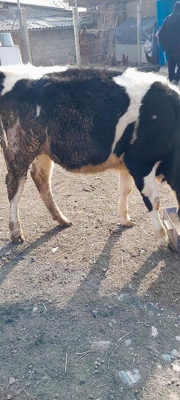 скот бычки: Продаю | Музоо, торпок | Симментальская | На откорм — 1