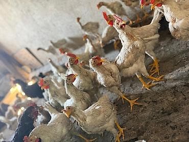 ак кой: Продаю | Куры | Для разведения — 4