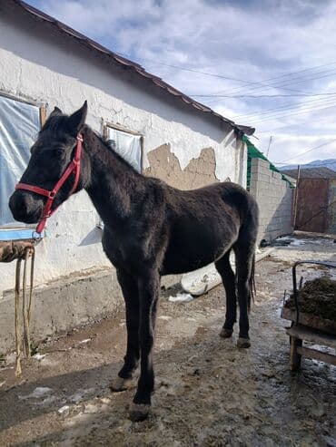 жожо бишкек: Сатам | Байтал | Жумушка — 10