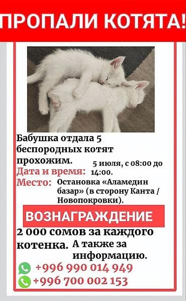 Животные: Пропала : Беспородная, Белый — 1