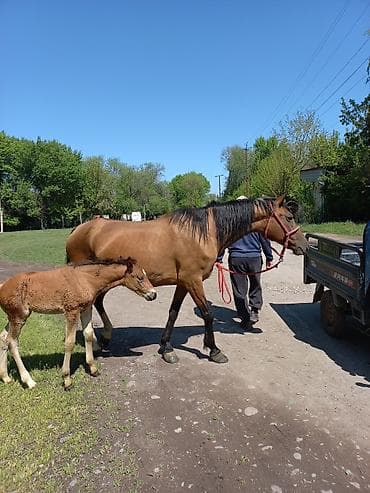 лошад тай: Продаю | Кобыла (самка) | Рабочий — 1