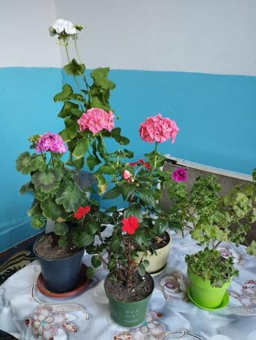 стол рабочий офисный: Продаю комнатные цветы цены разные от 250-500.обмен интересует на — 1