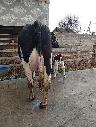 купить карову: Продаю | Корова (самка), Музоо, торпок | Для разведения, Для молока | После отела — 1