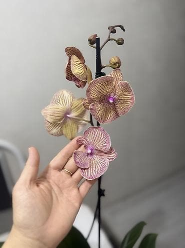 туя цена бишкек: Орхидеи сортовые в наличии.Биг липы,каменная роза,биг — 1