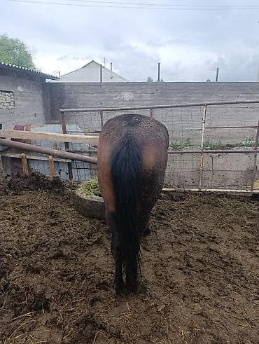 собаки тайган: Сатам | Жылкы (эркек) | Жумушка — 3