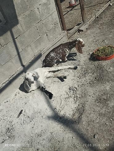 лысые кошки: Продаю | Козлёнок | Нубийская | Для разведения | Племенные — 2